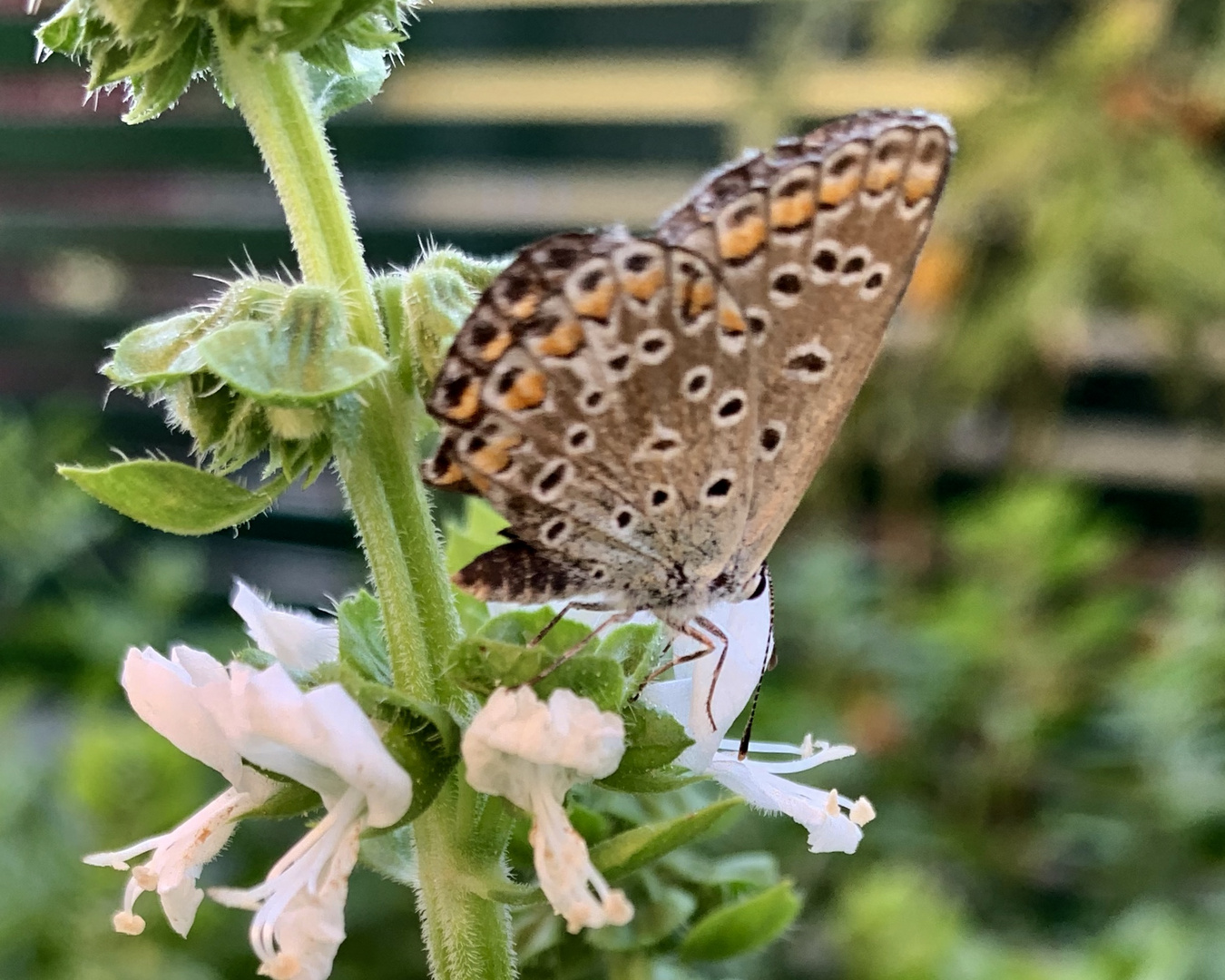 Schmetterling