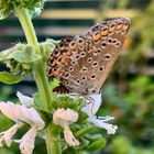 Schmetterling