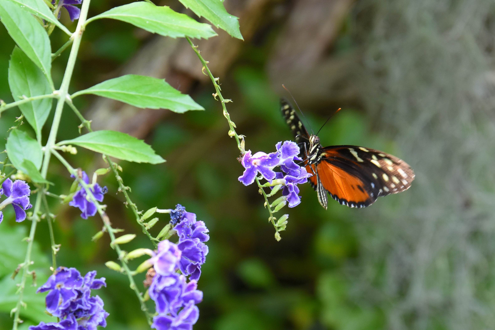 Schmetterling