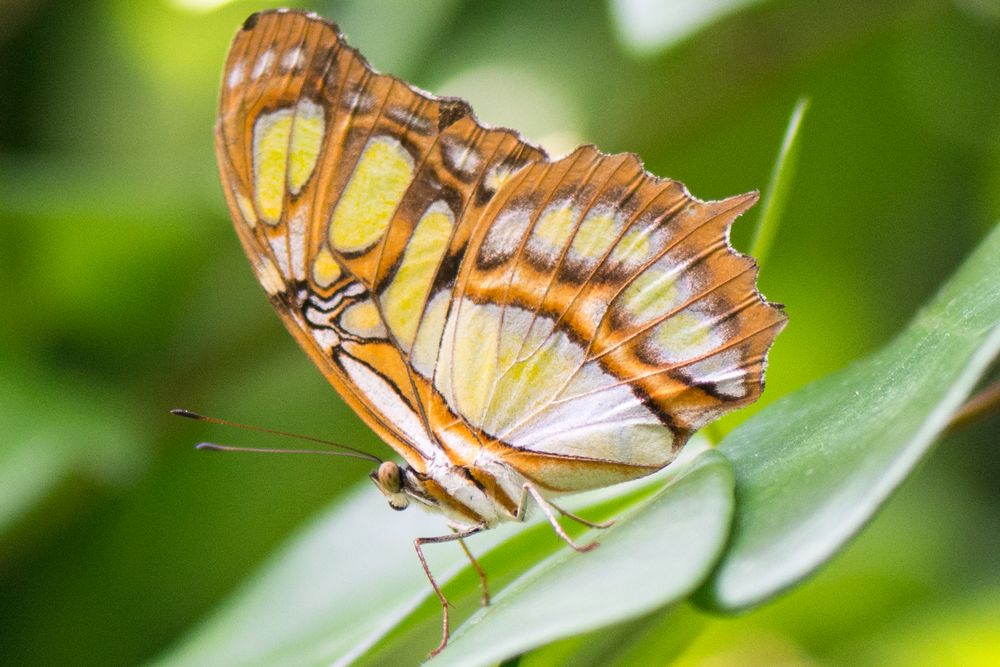 Schmetterling