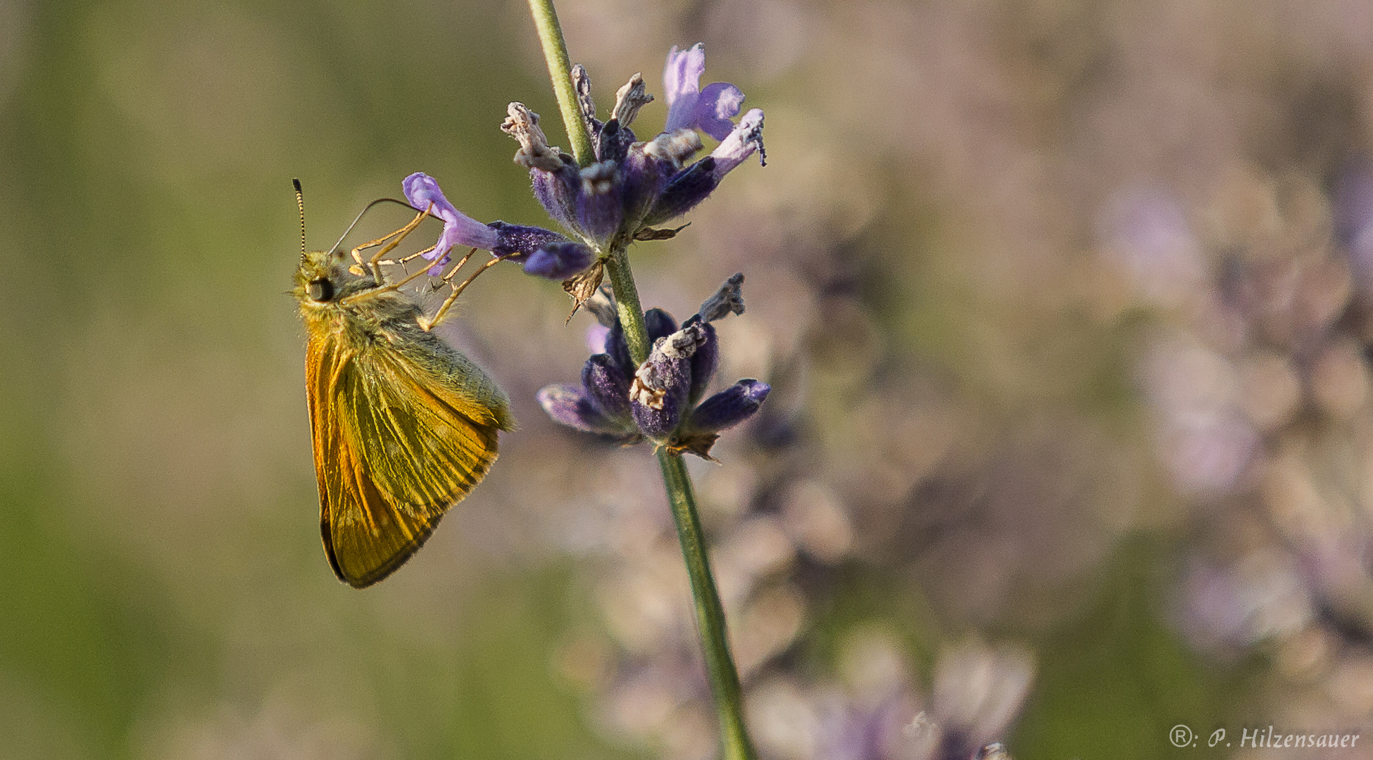 Schmetterling