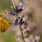 Schmetterling