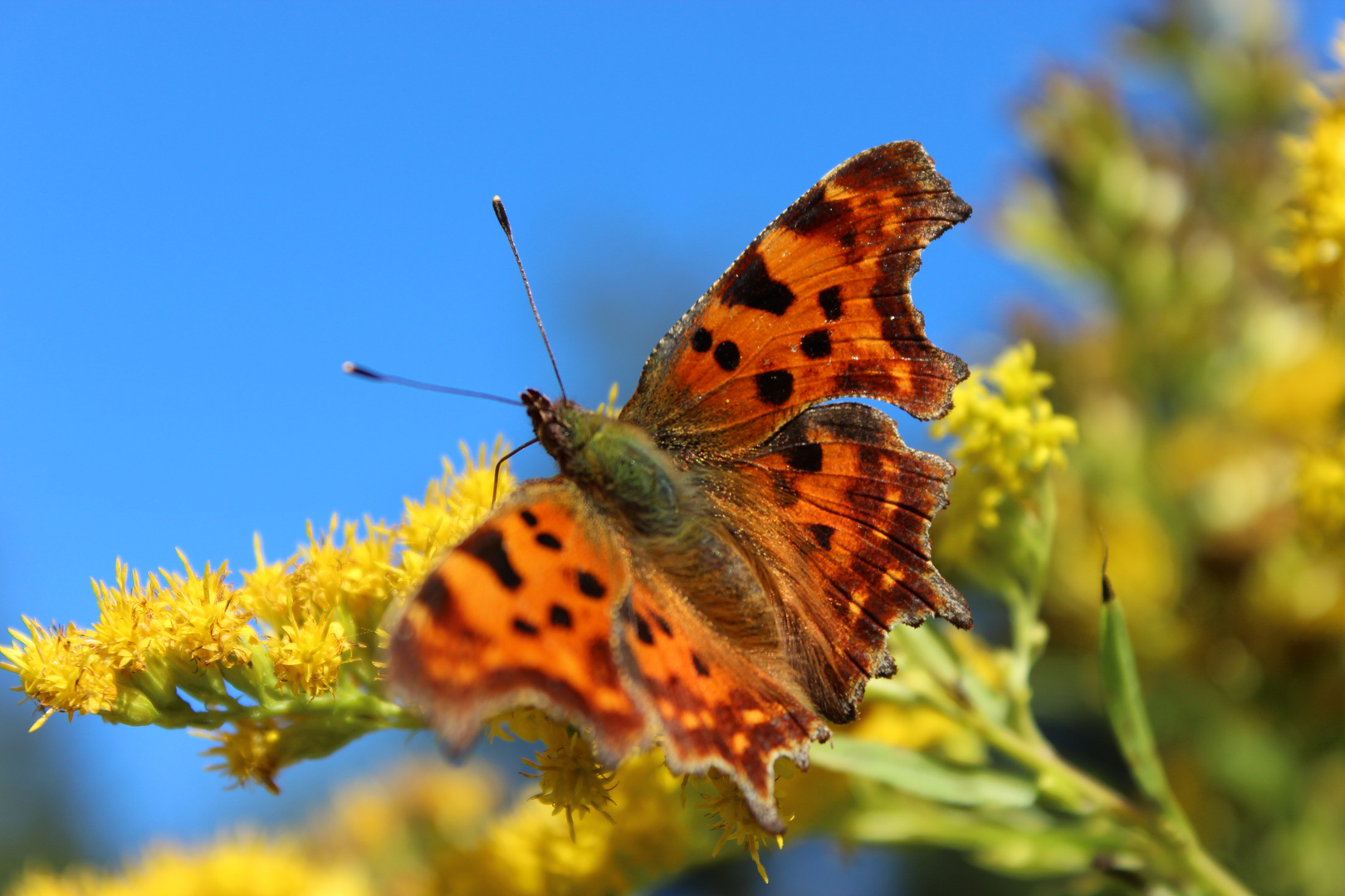 Schmetterling