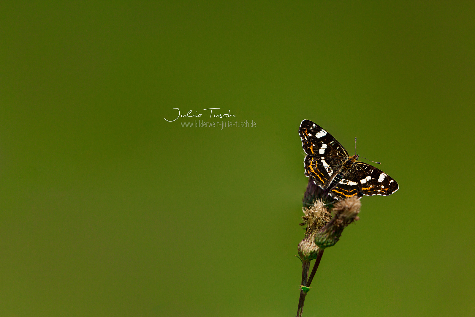 Schmetterling