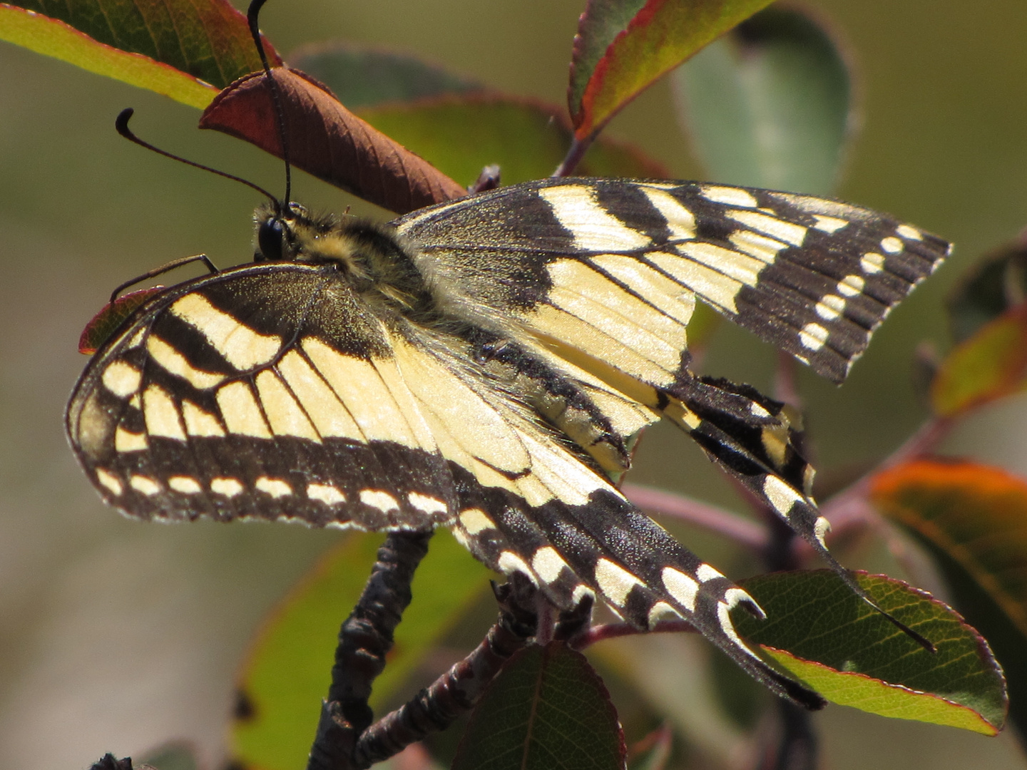 Schmetterling