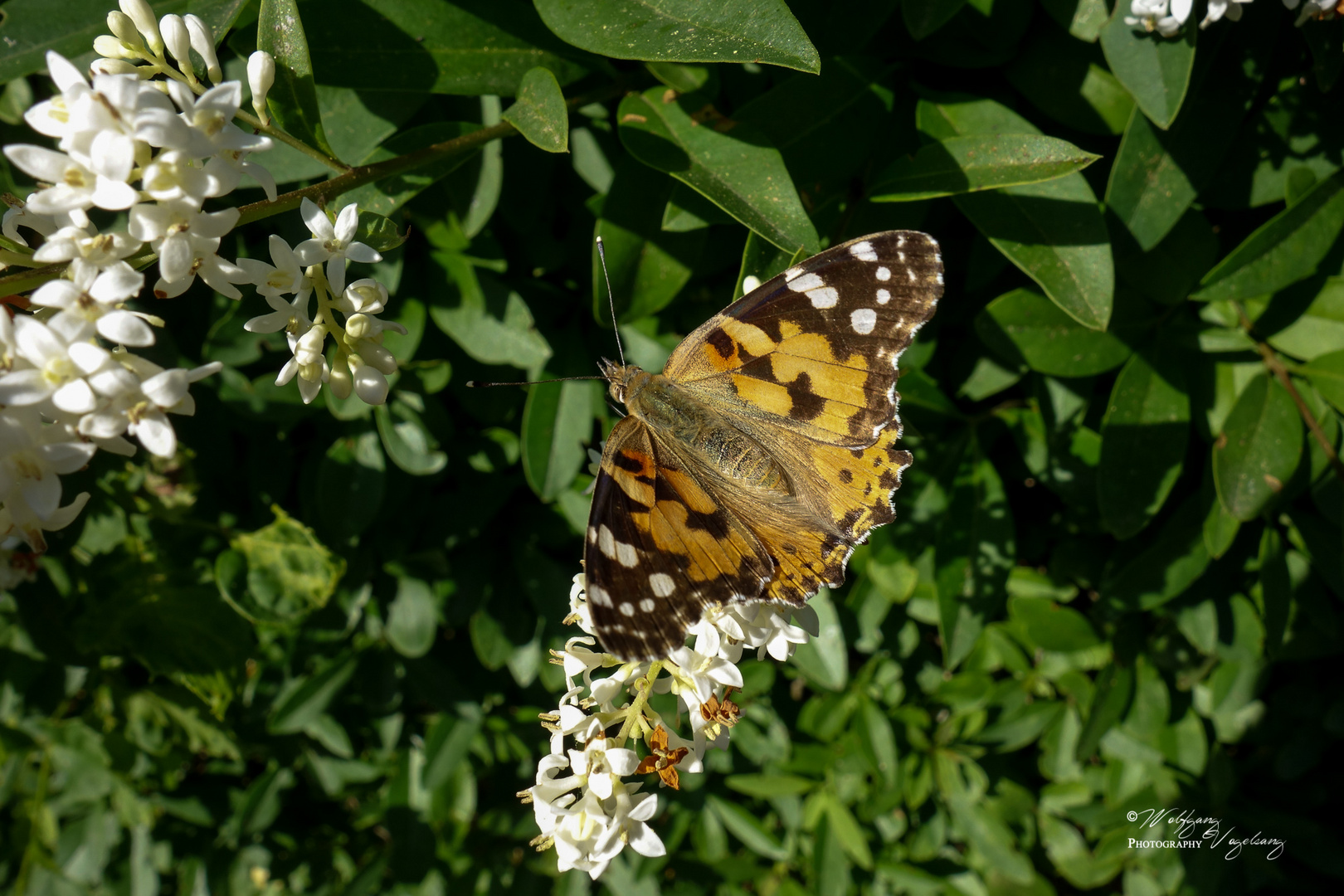 Schmetterling