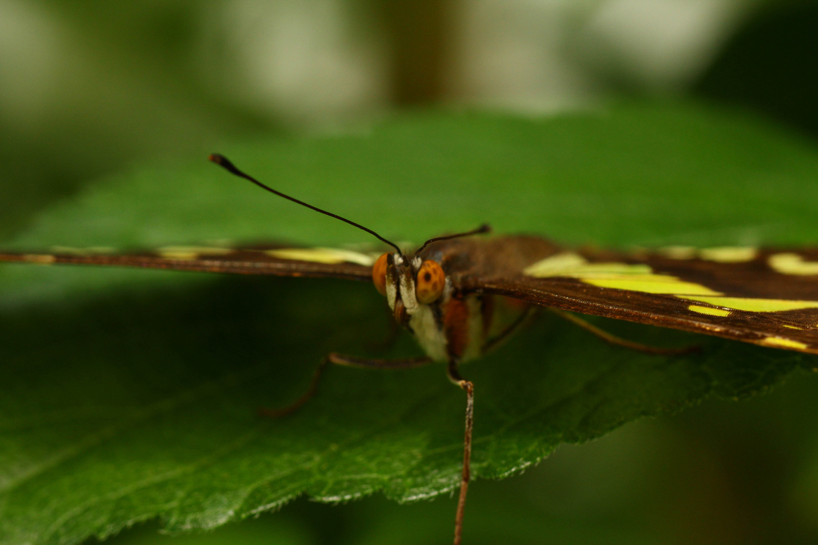 Schmetterling