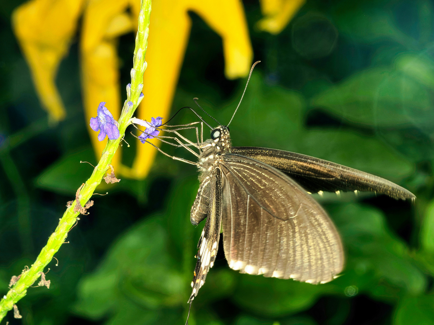 Schmetterling 