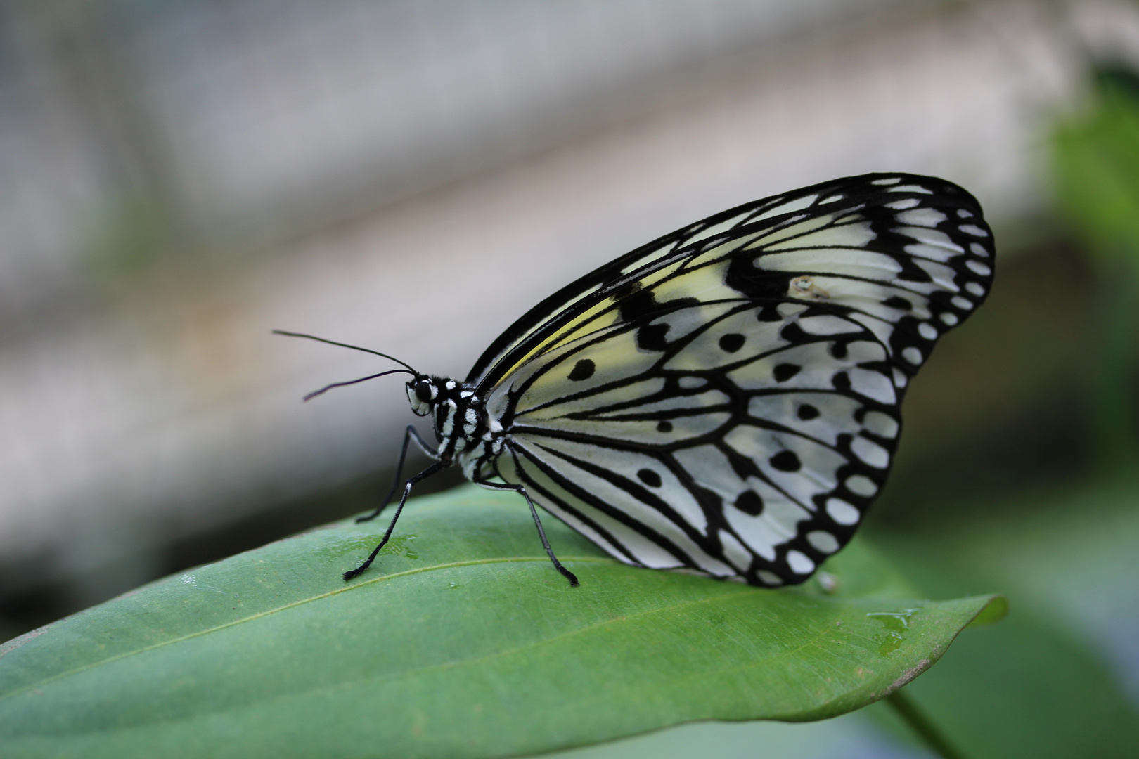 schmetterling