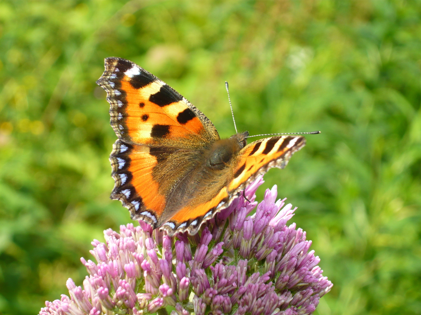 Schmetterling