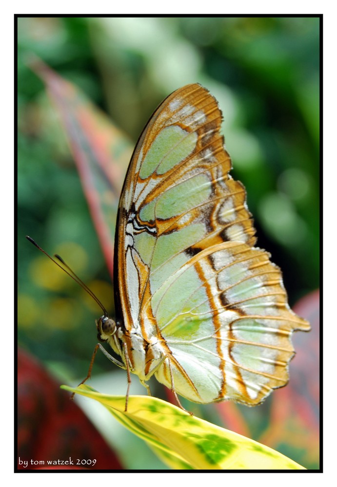 Schmetterling...