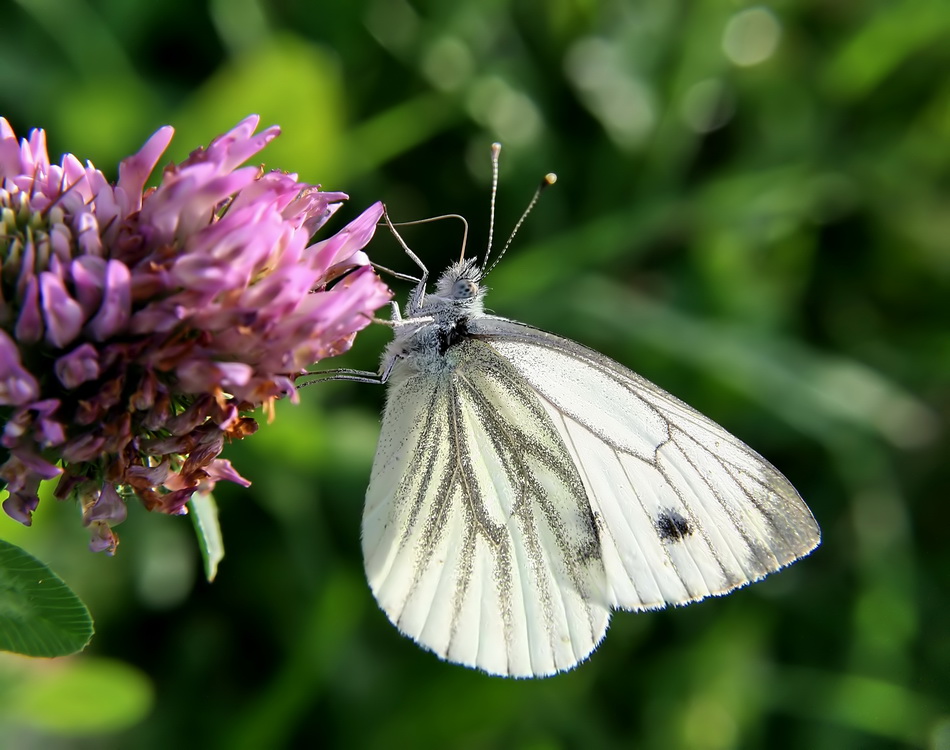 Schmetterling