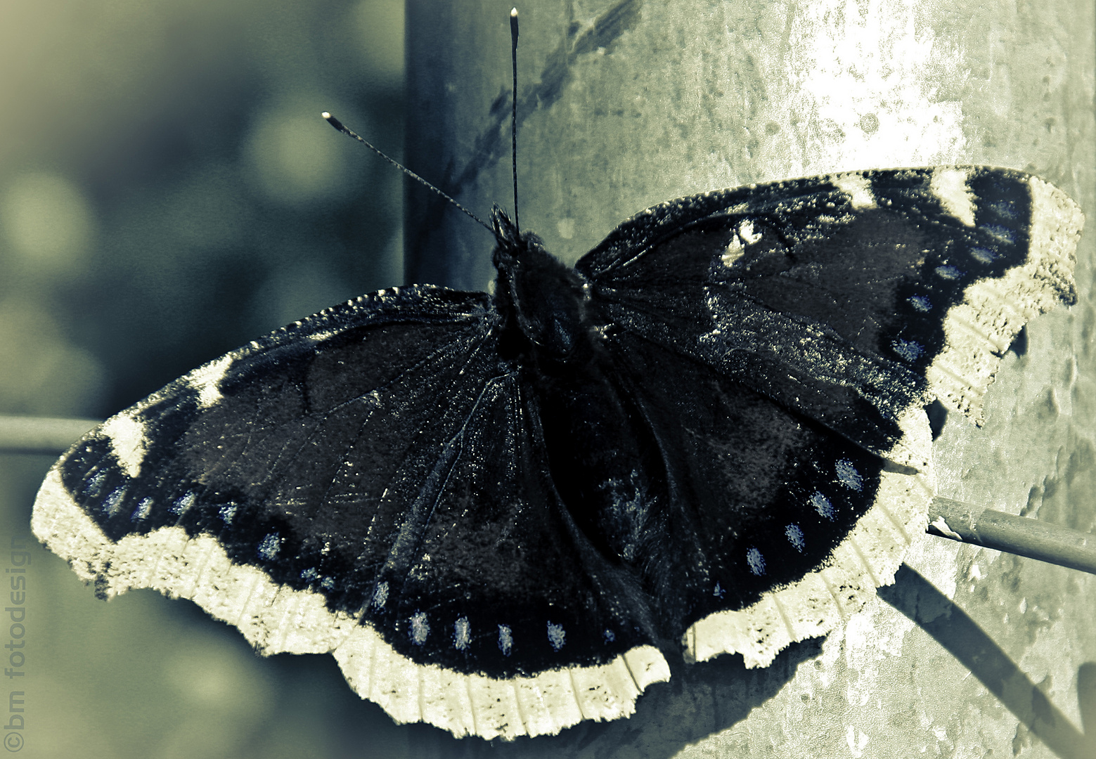 Schmetterling