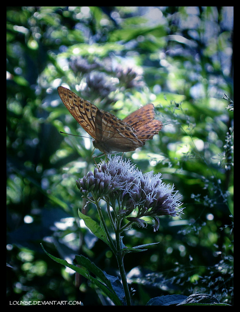 Schmetterling