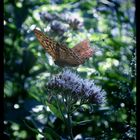 Schmetterling