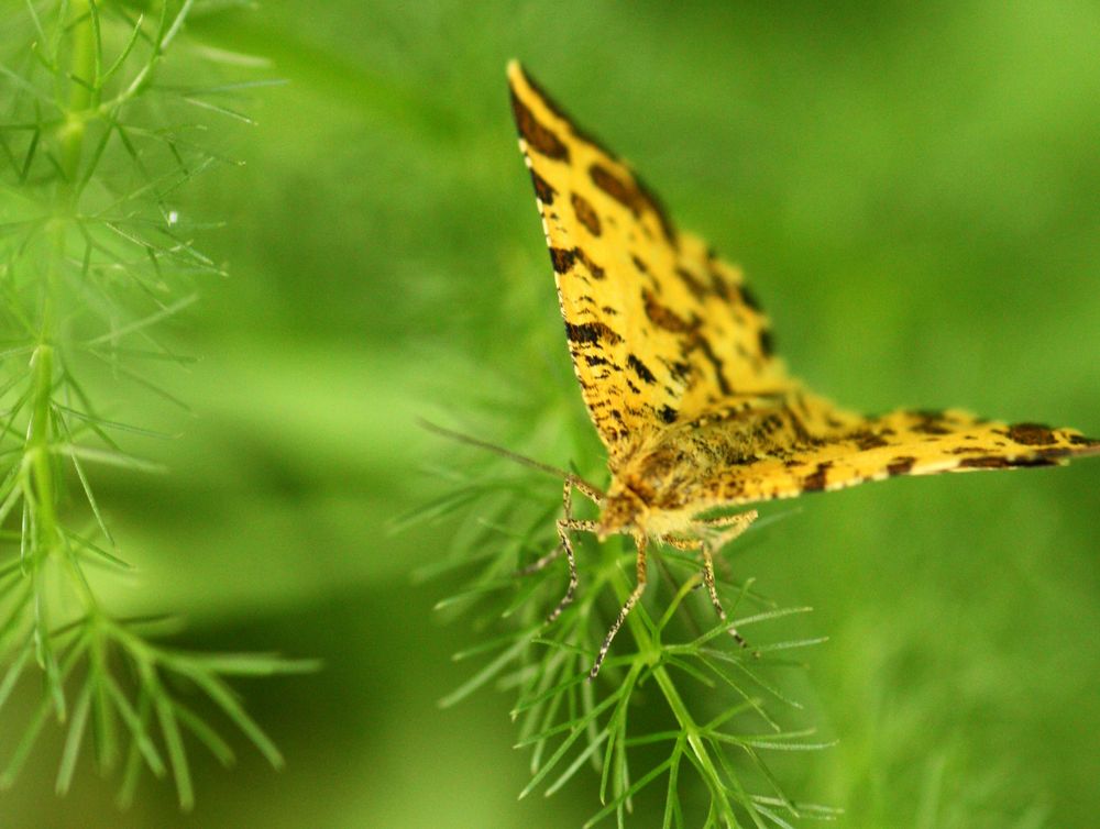 Schmetterling