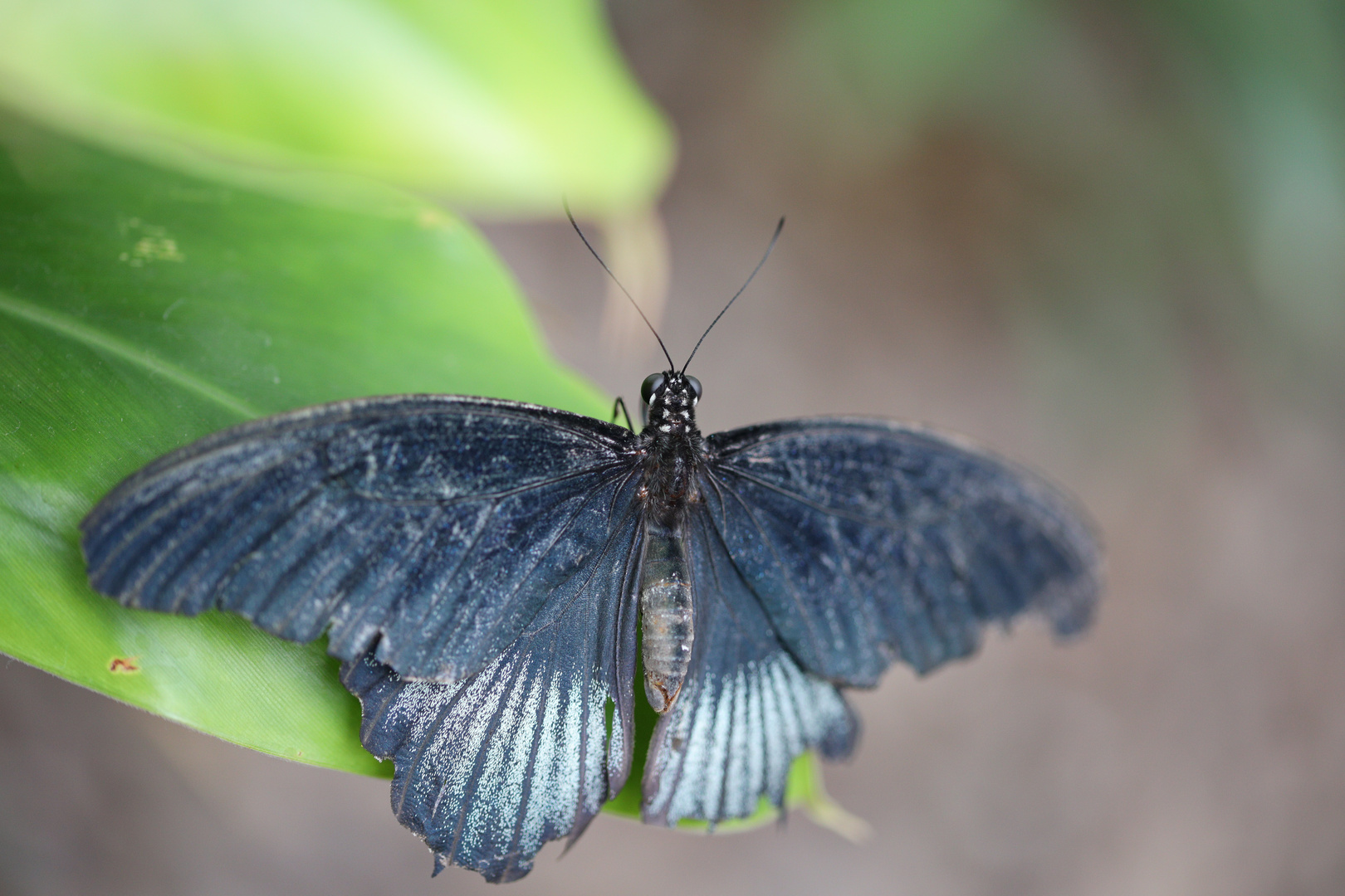 Schmetterling