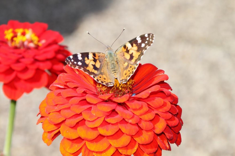 Schmetterling