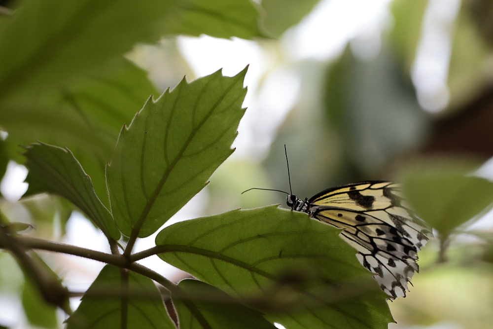 Schmetterling