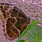 Schmetterling