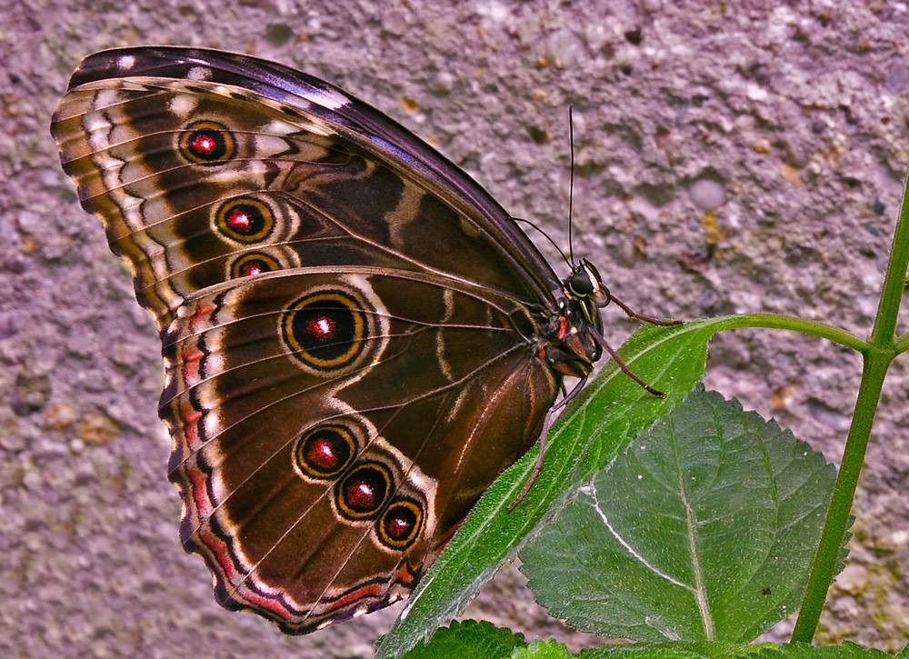 Schmetterling