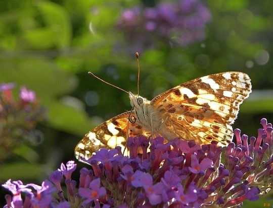 Schmetterling