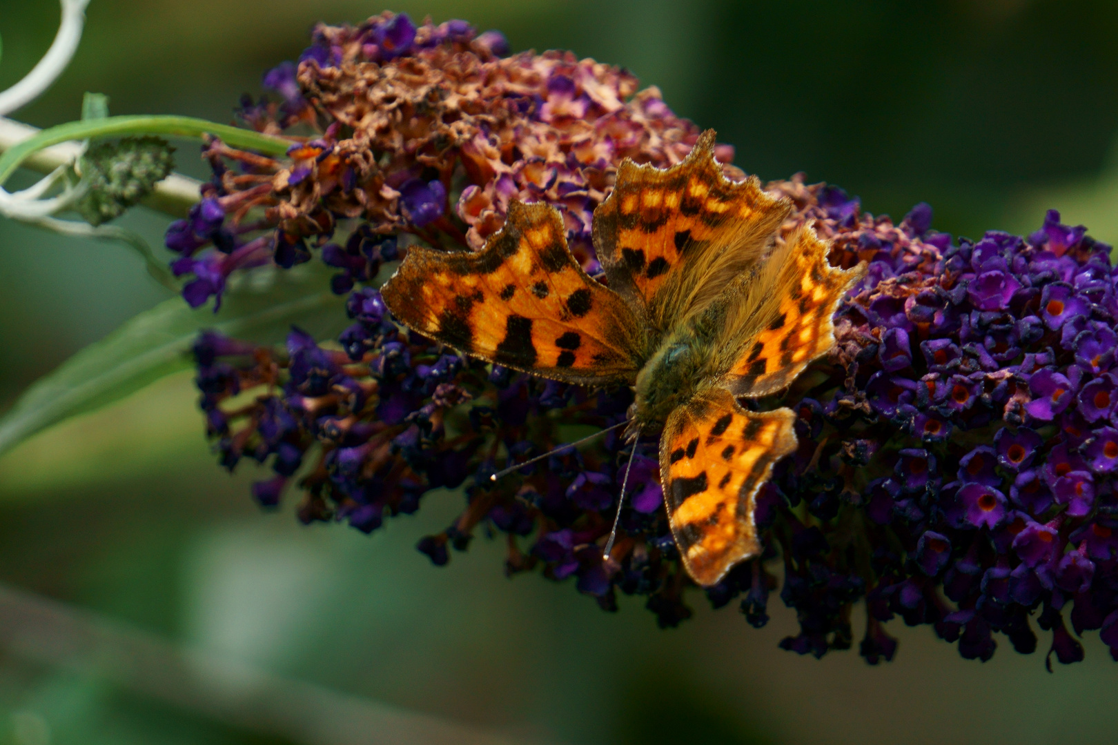 Schmetterling