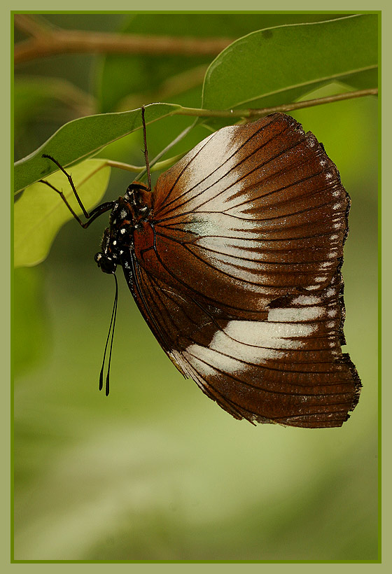 Schmetterling