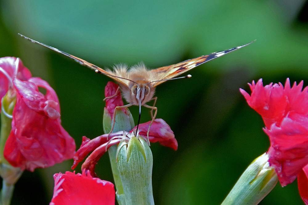 Schmetterling