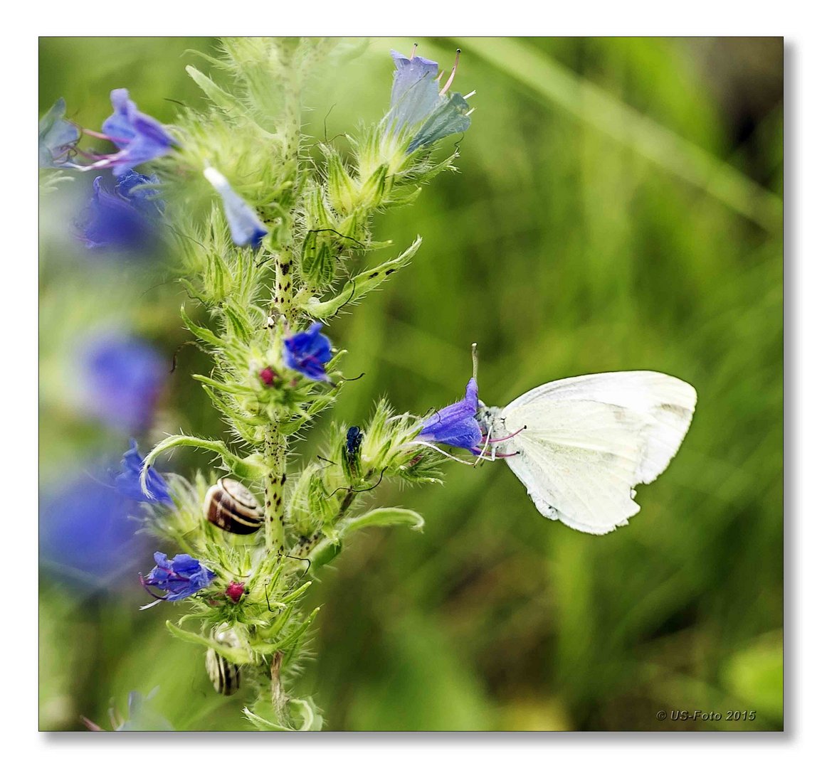 Schmetterling