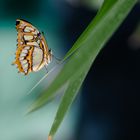 Schmetterling