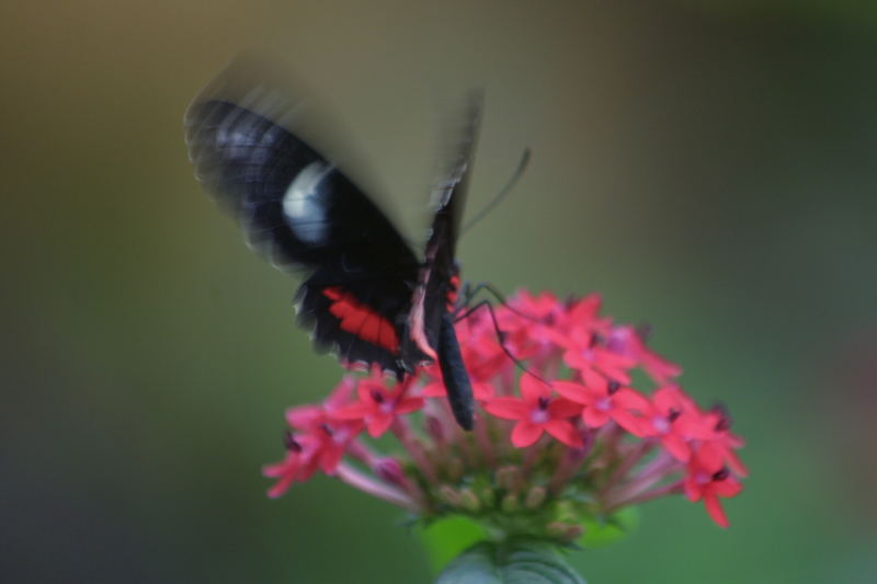 Schmetterling