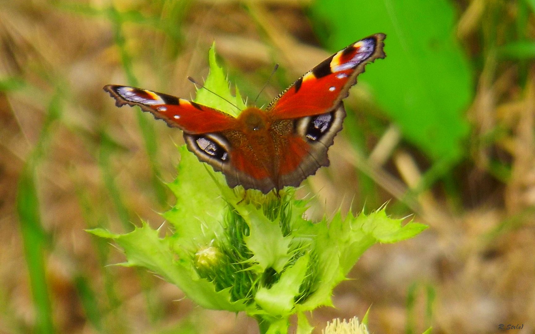 Schmetterling