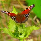 Schmetterling