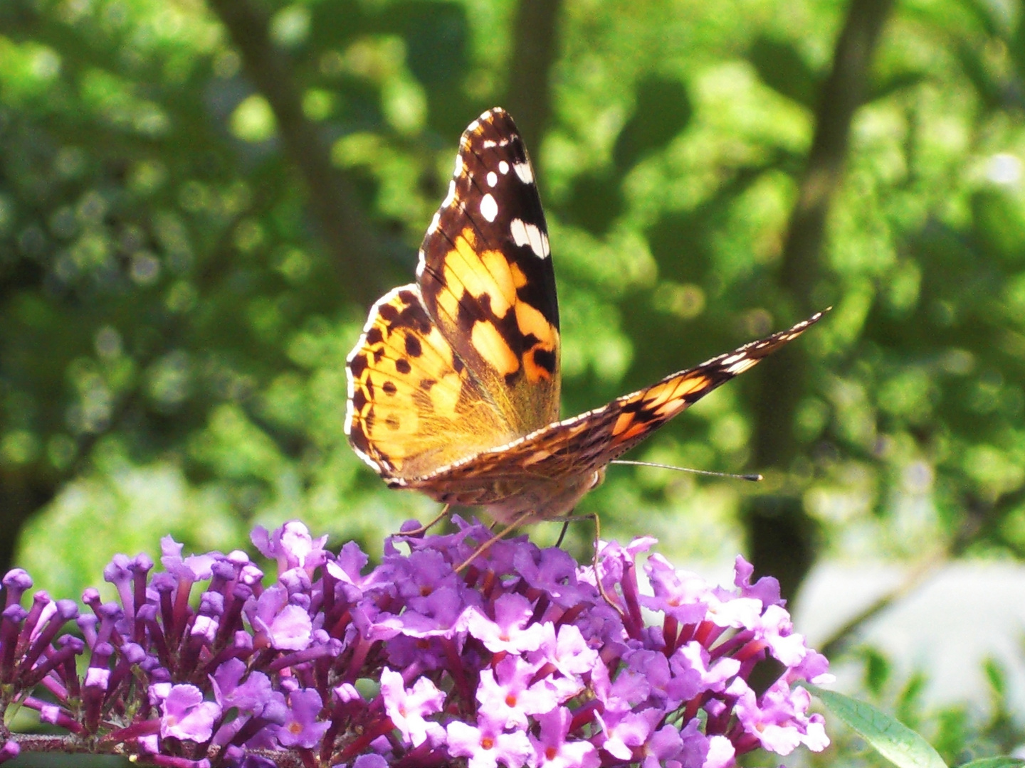 Schmetterling