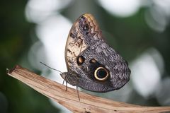 Schmetterling