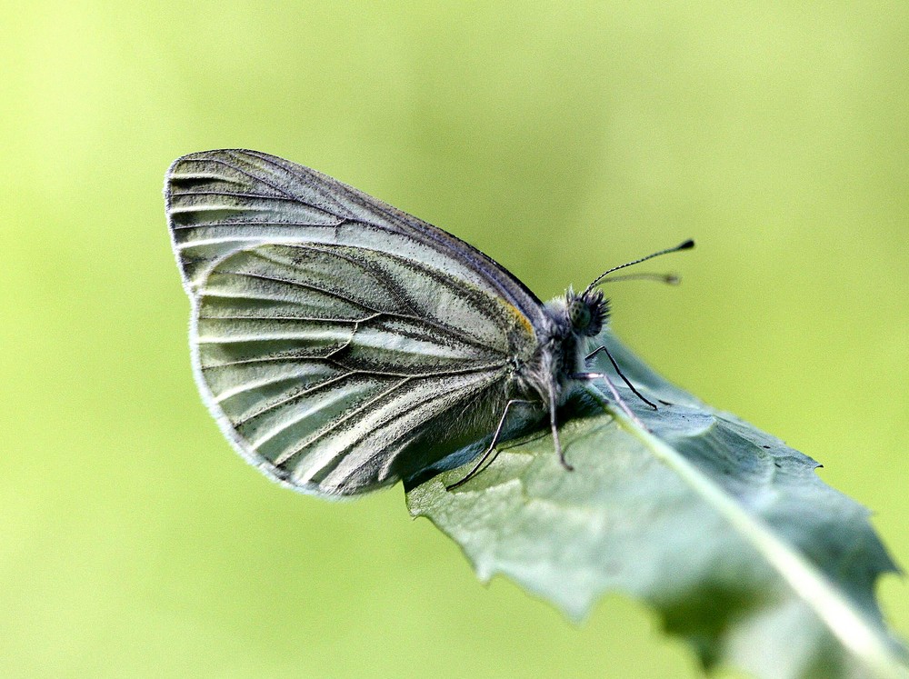 Schmetterling