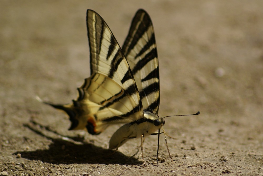 Schmetterling