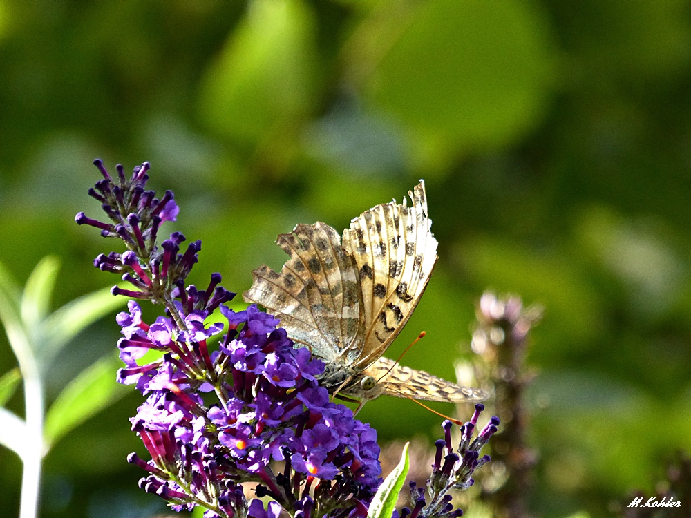 Schmetterling