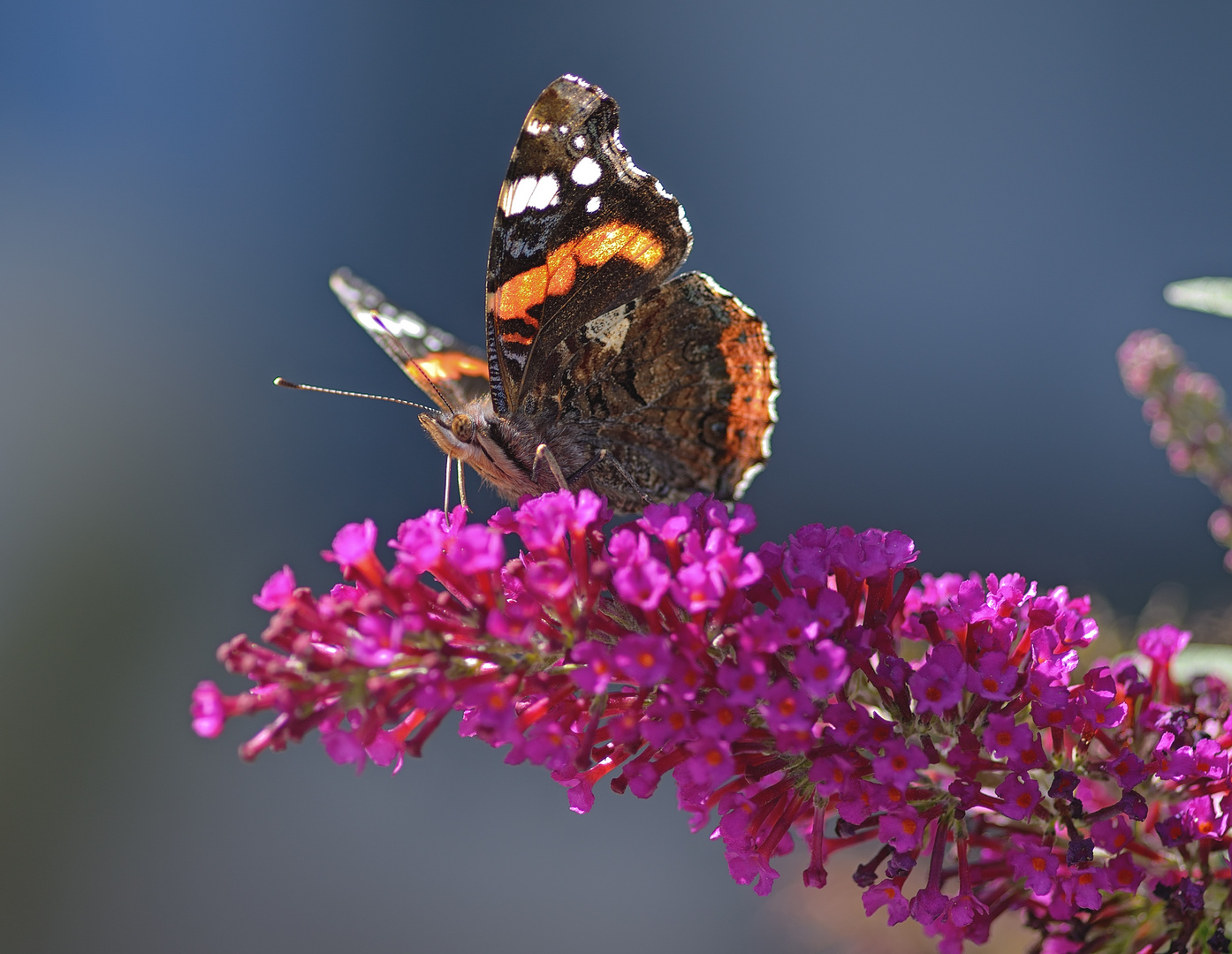 Schmetterling