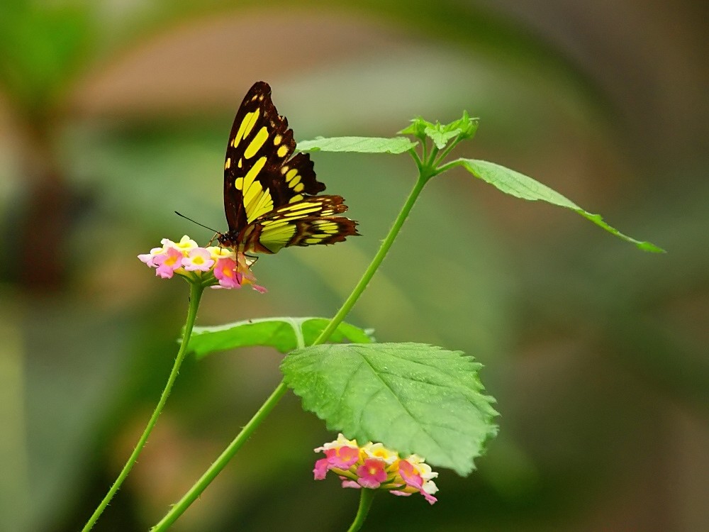 Schmetterling