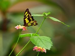 Schmetterling