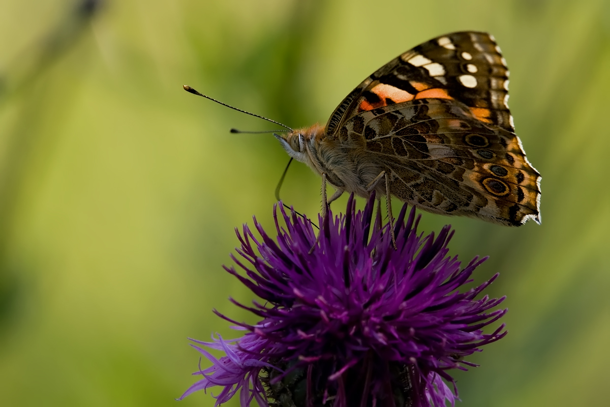 Schmetterling