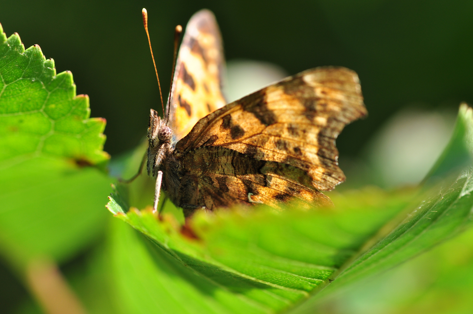 Schmetterling