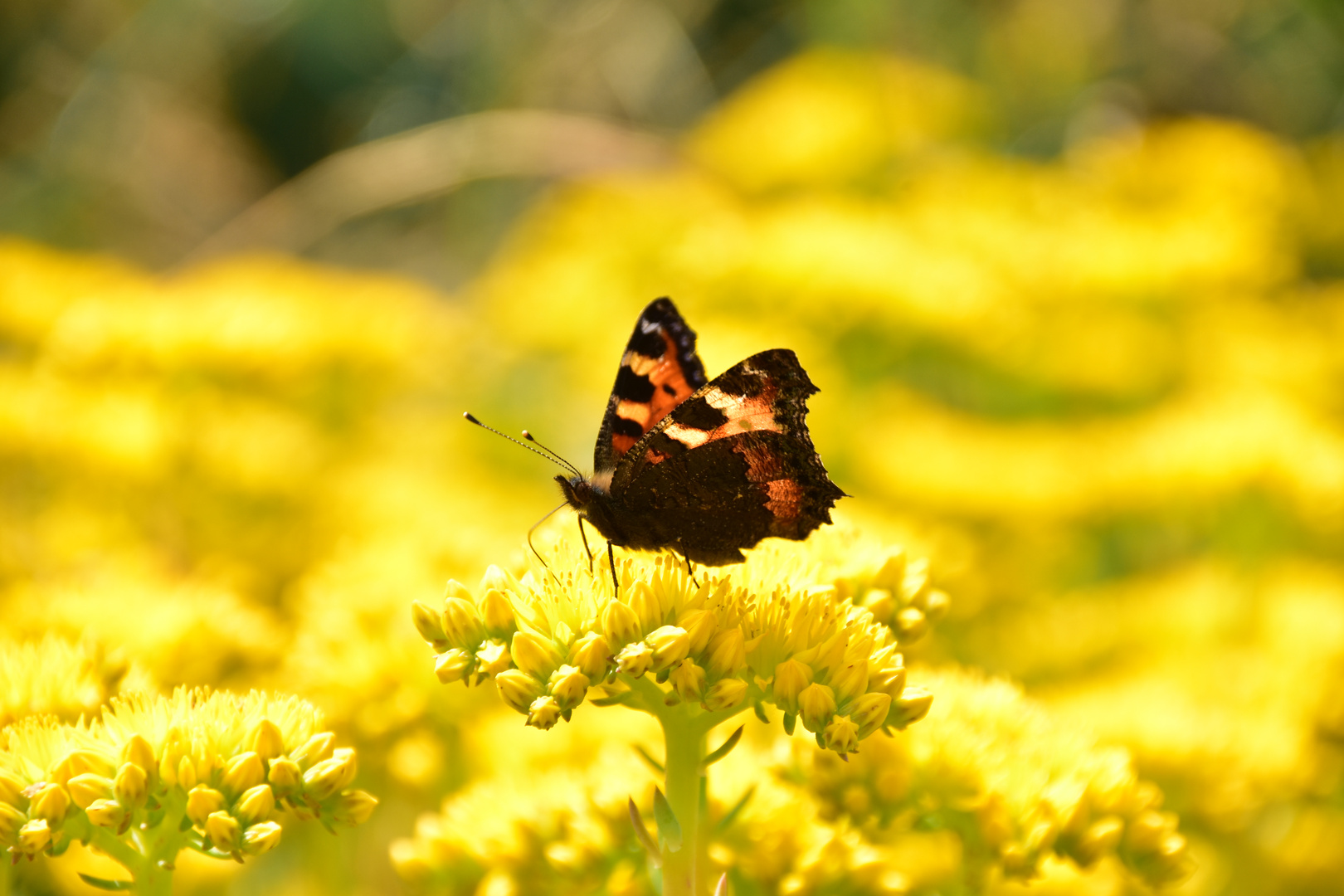 Schmetterling