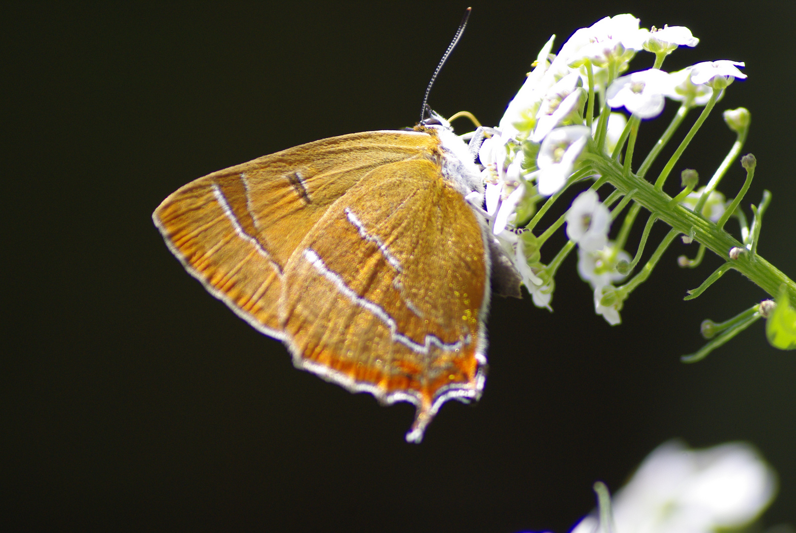 Schmetterling