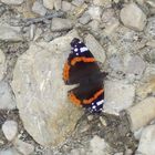 Schmetterling