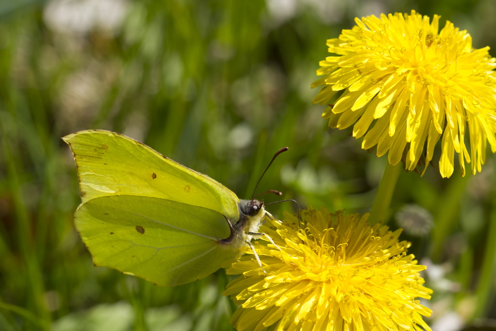 Schmetterling