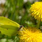 Schmetterling