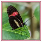 Schmetterling 